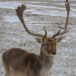 Ostra Góra 01.02.2026r.