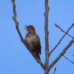 Przehyba - XXI Małopolskie Rozpoczęcie Sezonu Turystyki Górskiej Wiosna 2026 - 19.04.2026r.